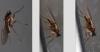 Lonchoptera sp.